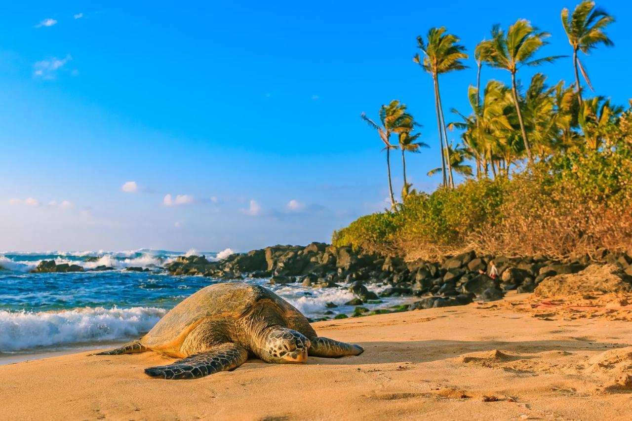 Apartament Aqua Palms Waikiki Ocean View Lanai Parking Included Honolulu Zewnętrze zdjęcie